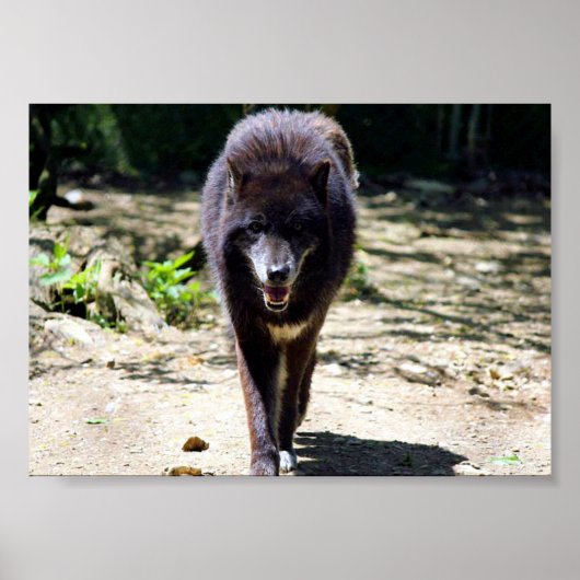 黒人狼 ポスター (正面)