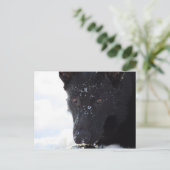 黒人羊飼い ポストカード (スタンド正面)