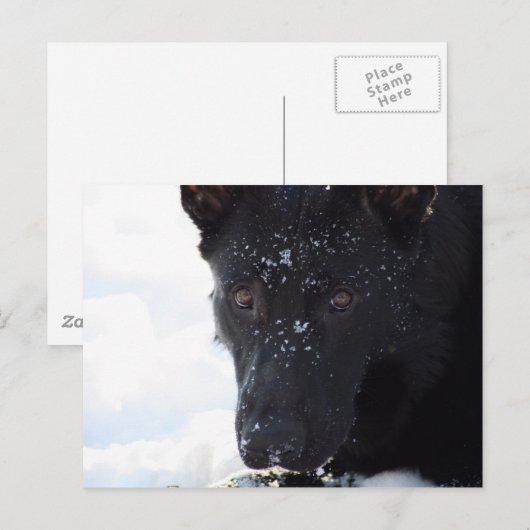 黒人羊飼い ポストカード (正面/裏面)