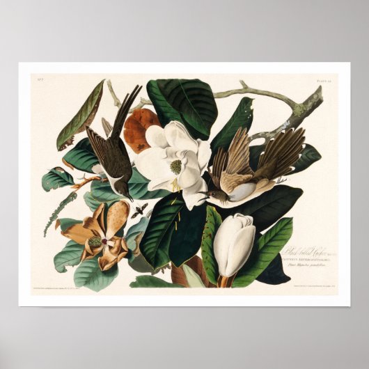 黒印のキュッコAudubon Poster ポスター (正面)