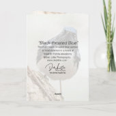 黒喉の青い反り カード (裏面)