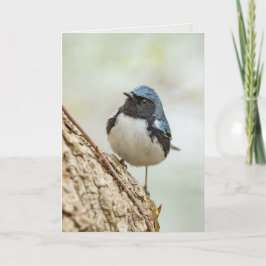 黒喉の青い反り カード