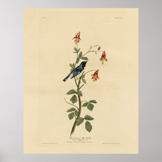 黒喉を絞ったブルーウォーブラーAudubon Birdsアメリカ ポスター (正面)