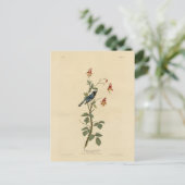 黒喉を絞ったブルーウォーブラーAudubon Birdsアメリカ ポストカード (スタンド正面)