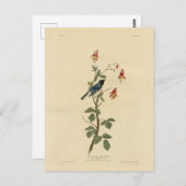 黒喉を絞ったブルーウォーブラーAudubon Birdsアメリカ ポストカード (正面/裏面)