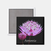 黒地にピンクのアストランティアの花 マグネット (正面/裏面)