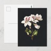 黒地に白とピンクのヴィンテージの花 ポストカード (正面/裏面)