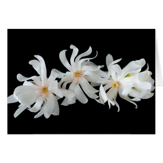 黒地のモクレンの花のトリオ (正面横)