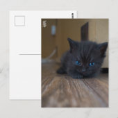 黒子猫 ポストカード (正面/裏面)