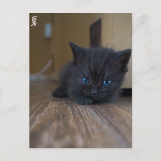 黒子猫 ポストカード (正面)