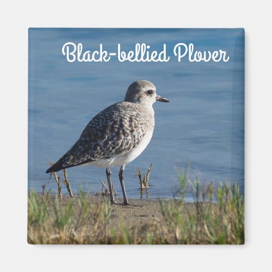 黒帯打倒機 マグネット (正面)