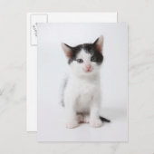 黒斑子猫 ポストカード (正面/裏面)