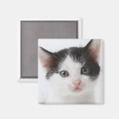 黒斑子猫 マグネット (正面/裏面)