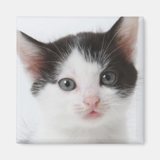 黒斑子猫 マグネット (正面)