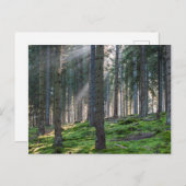 黒森林の太陽の光 ポストカード (正面/裏面)