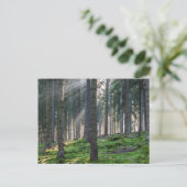 黒森林の太陽の光 ポストカード (スタンド正面)