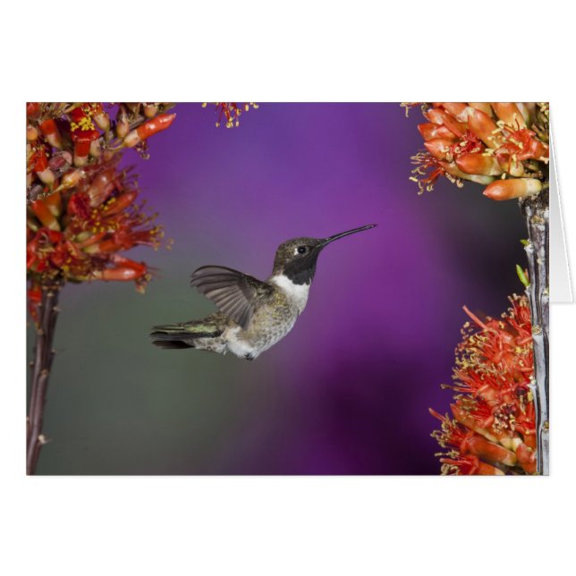 黒檀の木が生えたハミングバード、アルチロコス・アレクサンドリ、 (正面横)