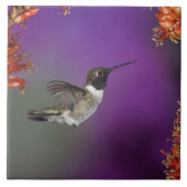 黒檀の木が生えたハミングバード、アルチロコス・アレクサンドリ、 タイル (正面)