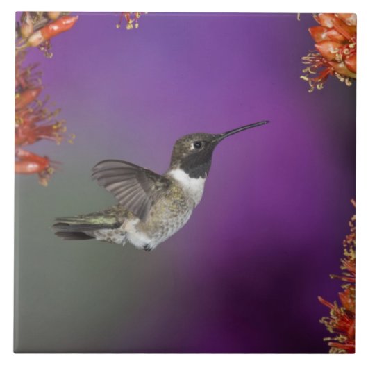 黒檀の木が生えたハミングバード、アルチロコス・アレクサンドリ、 タイル (正面)