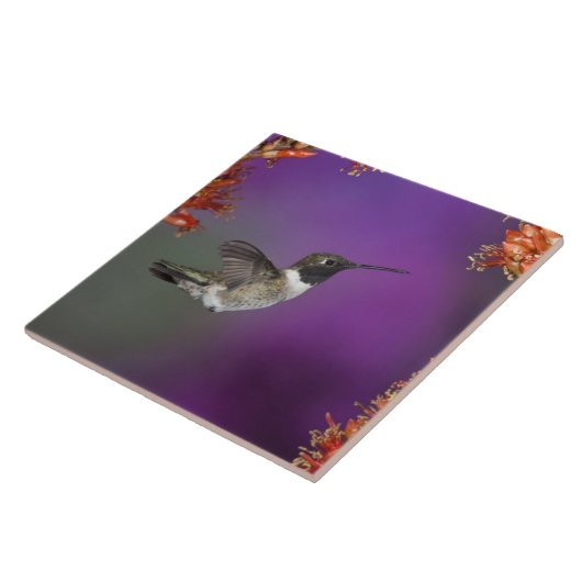 黒檀の木が生えたハミングバード、アルチロコス・アレクサンドリ、 タイル (側面)