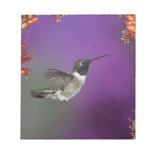 黒檀の木が生えたハミングバード、アルチロコス・アレクサンドリ、 ノートパッド (正面)