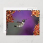 黒檀の木が生えたハミングバード、アルチロコス・アレクサンドリ、 ポストカード (正面/裏面)