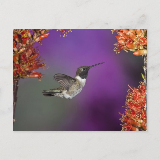 黒檀の木が生えたハミングバード、アルチロコス・アレクサンドリ、 ポストカード (正面)