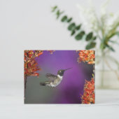 黒檀の木が生えたハミングバード、アルチロコス・アレクサンドリ、 ポストカード (スタンド正面)