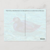 黒檀ダック – ポストカード (裏面)