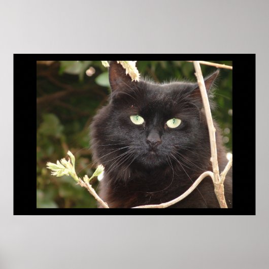 黒檀 ポスター (正面)