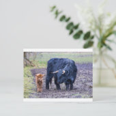 黒母スコットランドのハイランダー牛 ポストカード (スタンド正面)