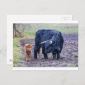 黒母スコットランドのハイランダー牛 ポストカード (正面/裏面)