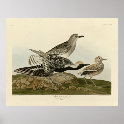 黒毛のチドリ – Audubon's Birds of America ポスター (正面)