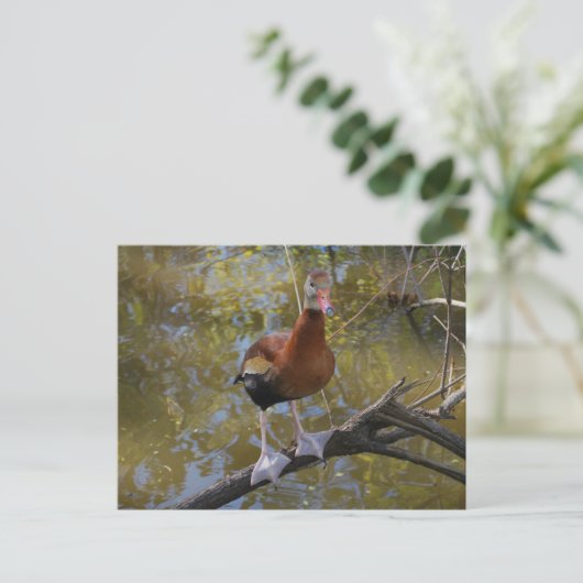 黒毛口笛アヒル2 ポストカード (スタンド正面)