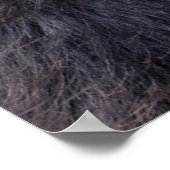 黒毛蜘蛛の猿食べは実だ ポスター (角)