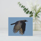 黒烏 ポストカード (スタンド正面)