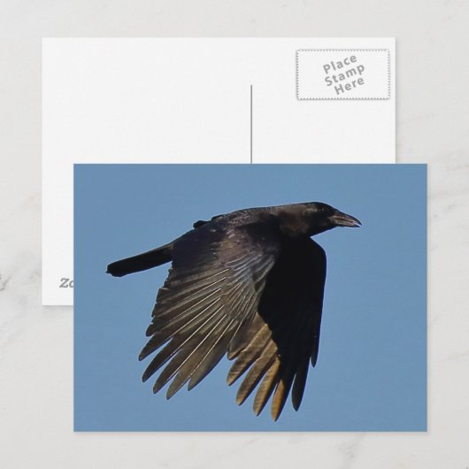 黒烏 ポストカード (正面/裏面)