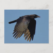 黒烏 ポストカード (正面)