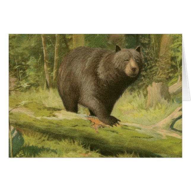 黒熊が木の幹を踏む (正面横)