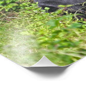 黒熊が立ち上がり フォトプリント            (角)