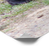 黒熊の子 ポスター (角)