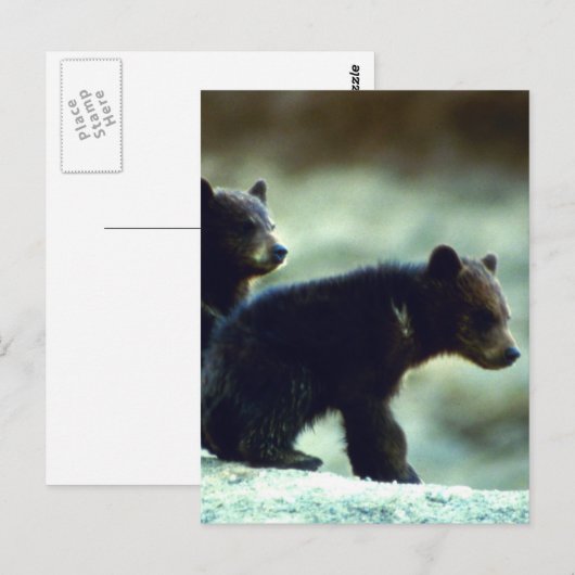 黒熊の子 ポストカード (正面/裏面)