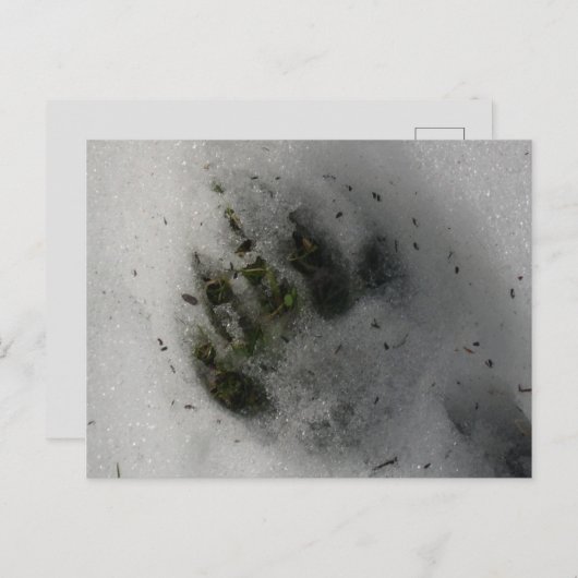 黒熊の手の跡が雪の冬に ポストカード (正面/裏面)