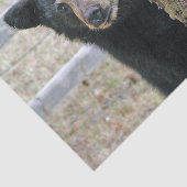 黒熊の木の写真 薄葉紙 (詳細)