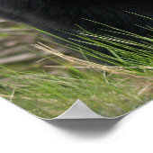 黒熊の野生動物の写真ポスター ポスター (角)