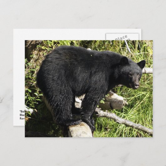 黒熊の野生動物はがき「バランス法」 ポストカード (正面/裏面)