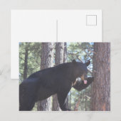 黒熊はがき ポストカード (正面/裏面)