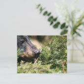 黒熊はがき ポストカード (スタンド正面)