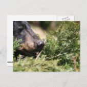 黒熊はがき ポストカード (正面/裏面)