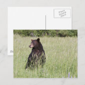 黒熊はがき ポストカード (正面/裏面)